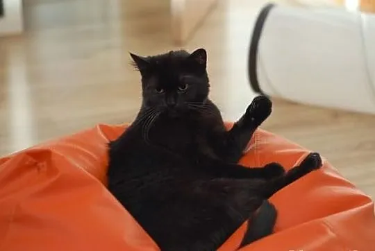 Kotka Sumi szuka domu! Agapeanimali
