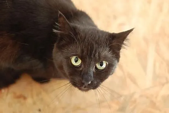 Kotka Sumi szuka domu! Agapeanimali