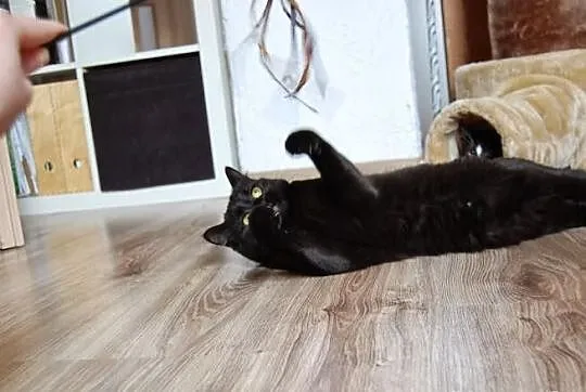 Kotka Sumi szuka domu! Agapeanimali