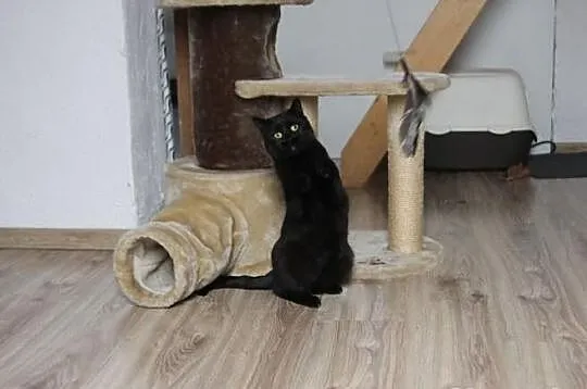 Kotka Sumi szuka domu! Agapeanimali