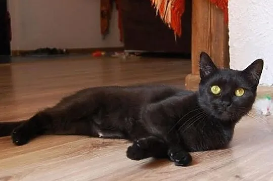 Kotka Sumi szuka domu! Agapeanimali