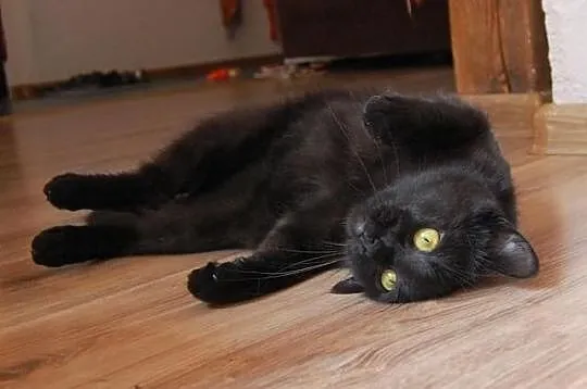 Kotka Sumi szuka domu! Agapeanimali