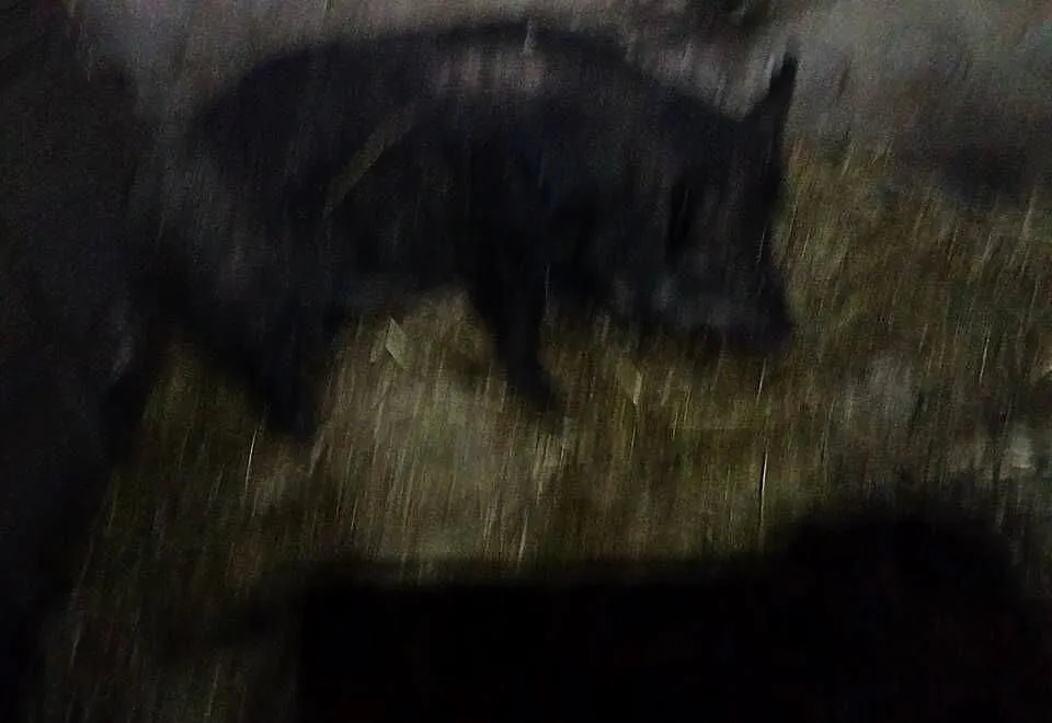 Sprzedam świnie, Wielkopolskie, Koźminek