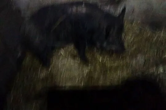 Sprzedam świnie, Wielkopolskie, Koźminek