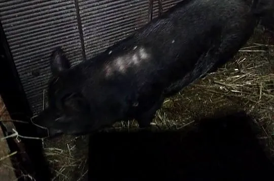 Sprzedam świnie, Wielkopolskie, Koźminek