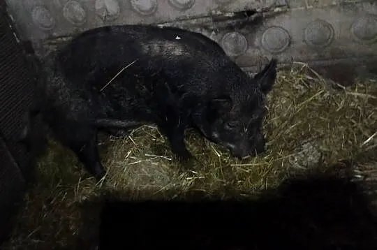 Sprzedam świnie, Wielkopolskie, Koźminek