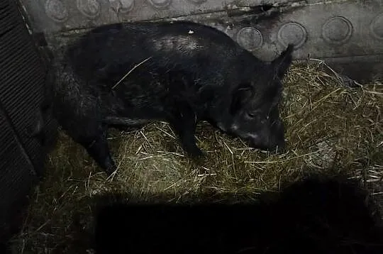 Sprzedam świnie, Wielkopolskie, Koźminek