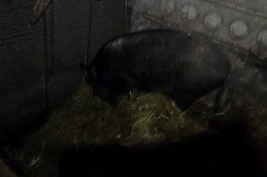 Sprzedam świnie, Wielkopolskie, Koźminek