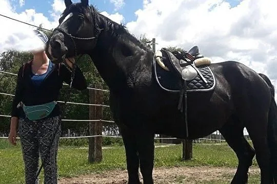 Duża Klacz śl/zz do współdzierzawy, , 