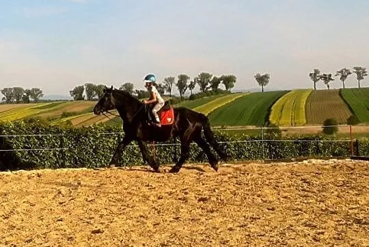 Duża Klacz śl/zz do współdzierzawy, , 