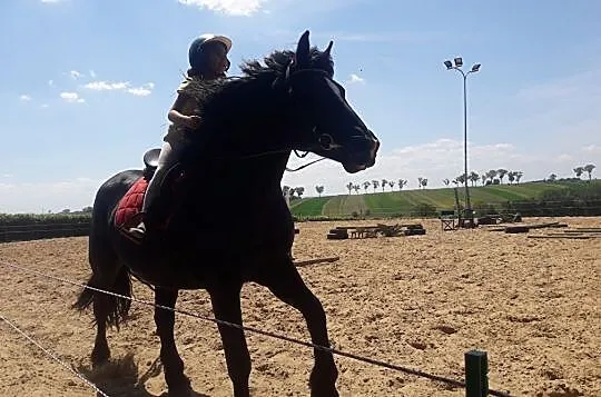 Duża Klacz śl/zz do współdzierzawy, , 