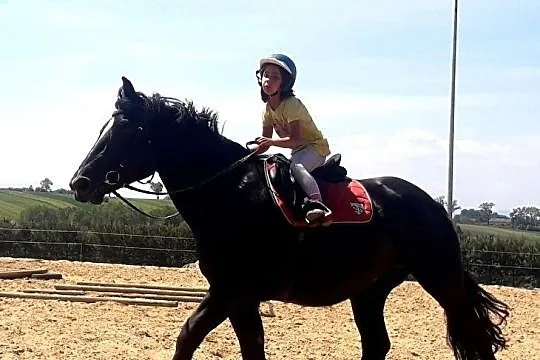 Duża Klacz śl/zz do współdzierzawy, , 