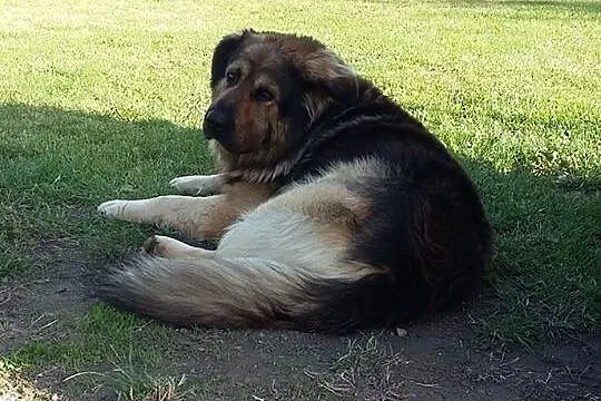 Bass, olbrzymi misiek w typie KAUKAZA szuka domu!