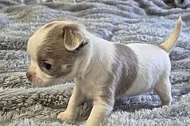 Chihuahua piesek biało liliowy