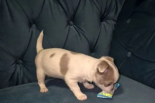 Chihuahua piesek biało liliowy, Dolnośląskie, Wrocław