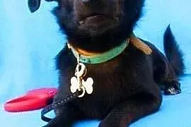 BĄBEL - piękny, 1,5 roczny 8 kg psiak szuka domu,  mazowieckie Warszawa