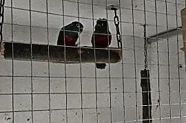 Rudosterki pary czerwonobrzucha