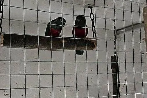 Rudosterki pary czerwonobrzucha, Śląskie, Świerklany