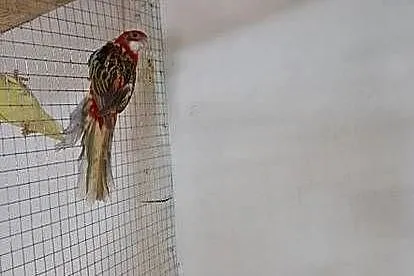 Rozelle białolice, Lubuskie, Szlichtyngowa