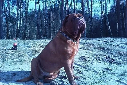 Reproduktor dog de bordeaux champion polski FCI