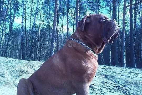 Reproduktor dog de bordeaux champion polski FCI