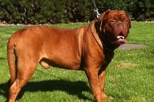 Reproduktor dog de bordeaux champion polski FCI