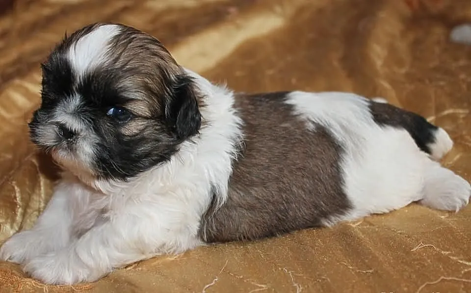 Shih Tzu