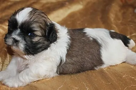Shih Tzu