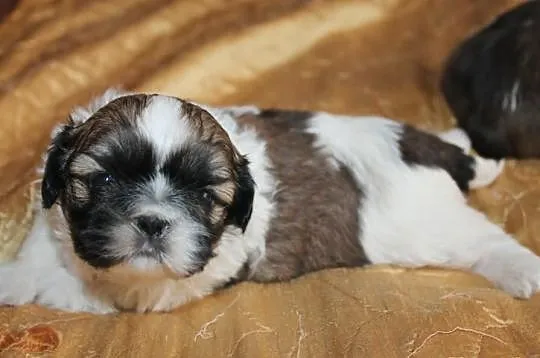 Shih Tzu