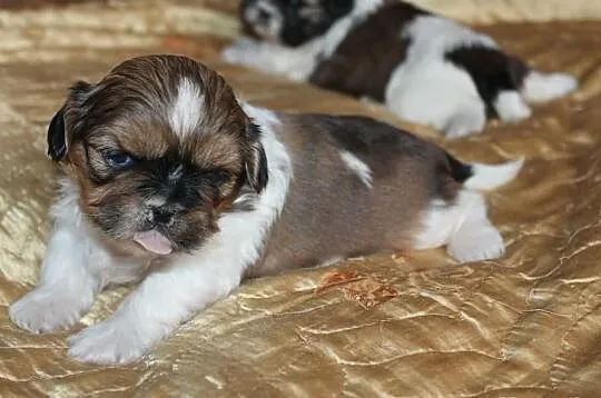 Shih Tzu