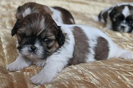 Shih Tzu