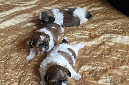 Shih Tzu