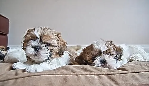 SHIH-TZU Śliczne rodowód ZKwP FCI