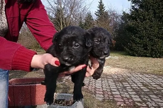 Maluszki straciły mamusię. Oddam w dobre ręce