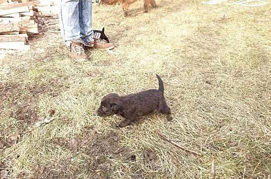 Maluszki straciły mamusię. Oddam w dobre ręce