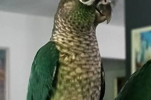 Rudosterka oswojona