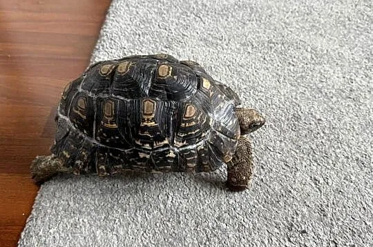 Żółw Lamparci , lądowy, piekny!