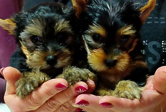Yorkshire Terrier - Śliczne Suczki - Yorki, Wielkopolskie, Gołańcz