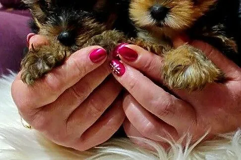 Yorkshire Terrier - Śliczne Suczki - Yorki, Wielkopolskie, Gołańcz