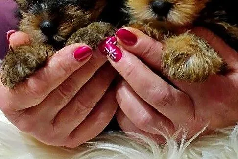 Yorkshire Terrier - Śliczne Suczki - Yorki, Wielkopolskie, Gołańcz