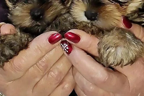 Yorkshire Terrier - Śliczne Suczki - Yorki, Wielkopolskie, Gołańcz
