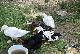 Sprzedam dorosłe kaczki 3mc waga okolo 3 kg