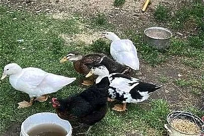 Sprzedam dorosłe kaczki 3mc waga okolo 3 kg