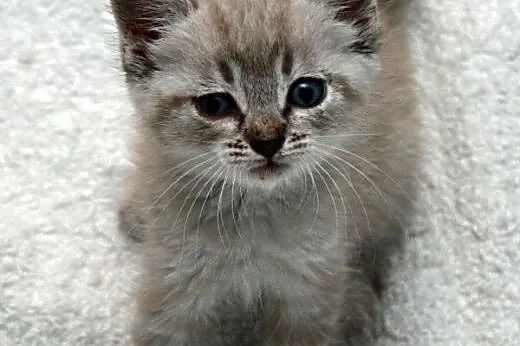 Maleńka Lea do adopcji ,  śląskie Gliwice