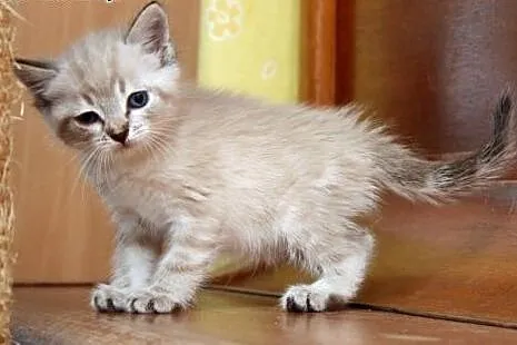 Maleńka Lea do adopcji ,  śląskie Gliwice