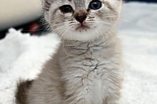 Maleńka Lea do adopcji ,  śląskie Gliwice