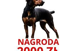 Pies suczka gończy polski zaginął NAGRODA 2000ZŁ, Warszawa