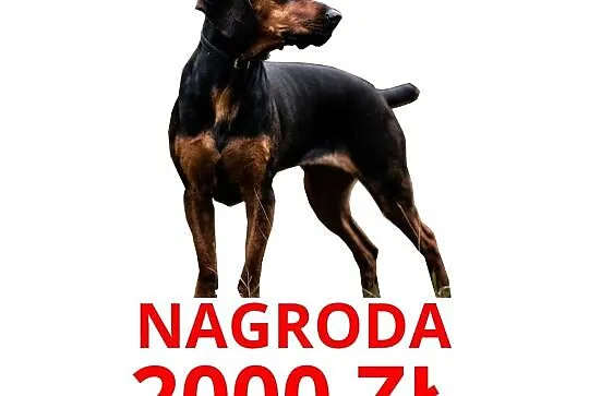 Pies suczka gończy polski zaginął NAGRODA 2000ZŁ