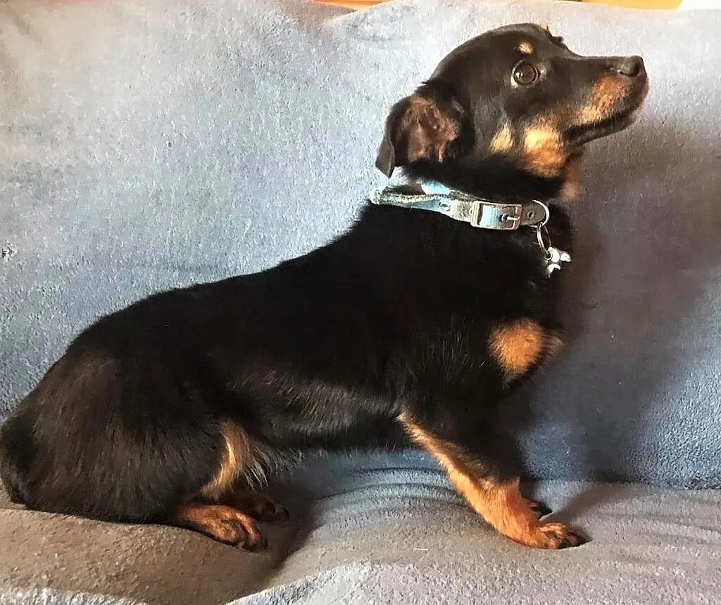 LALA - cudowna, mała 7 kg sunia szuka dobrego domu, Mazowieckie, Warszawa