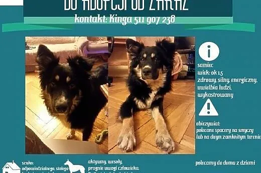 Pilne!!! Reksio ma miesiąc na znalezienie domu!!!,  mazowieckie Warszawa